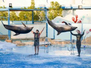 spectacol-de-delfini-hurghada-Dolphin-show-Hurghada