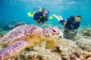 Scufundări-Hurghada-Scufundări-în-Hurghada-Excursii-o-zi-la-scufundări-Centrul-de-scufundări-Cursuri-de-scufundări-PADI-Pachete-de-scufundări