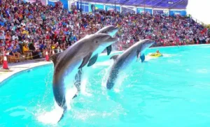 Spectacol-de-delfini-Hurghada-Dolphin-show