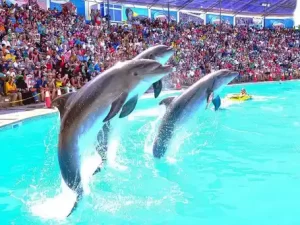 Spectacol-de-delfini-Hurghada-Dolphin-show