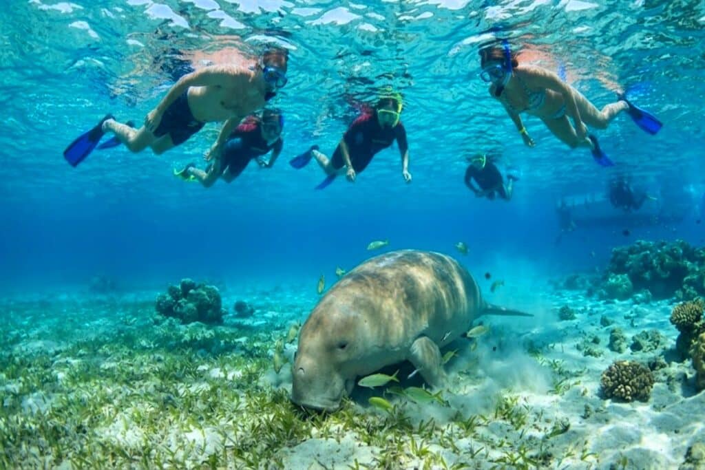 Abu Dabbab – snorkeling cu țestoase